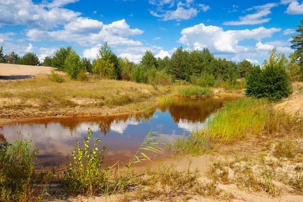 Озеро в літньому лісі — стокове фото