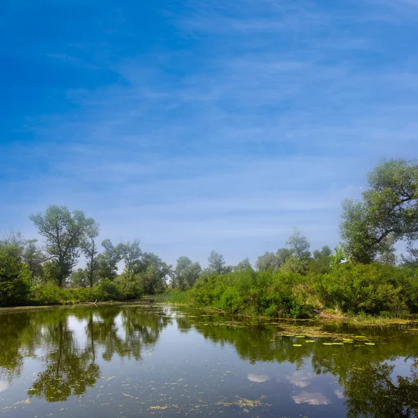 Árboles verdes reflejados en un lago tranquilo —  Fotos de Stock