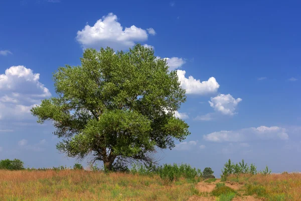 Green tree among a steppe — Stock Photo, Image