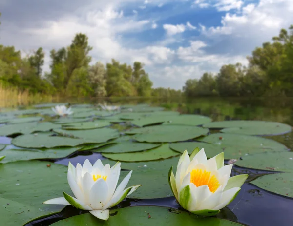 white lilies on a lake