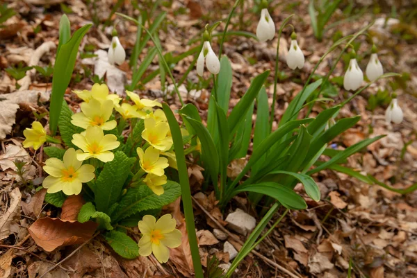 Vakker vårblomsterbusk – stockfoto