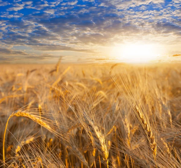 Pšeničné pole na večer — Stock fotografie
