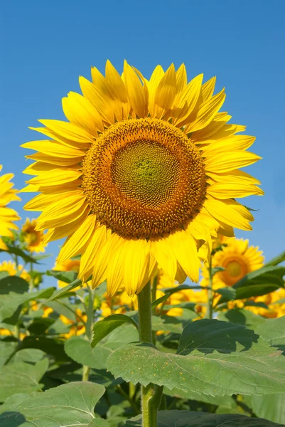 Closeup ayçiçeği — Stok fotoğraf