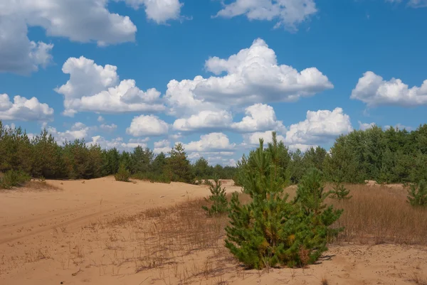 Dennenbos op een zand — Stockfoto