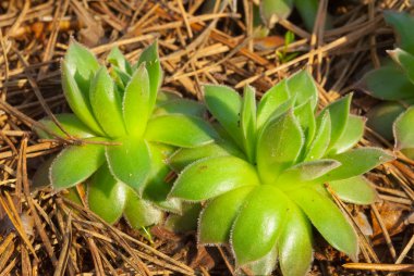 tatlı yeşil bitkiler