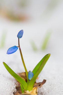 Mavi kardelen push bir kar üzerinden