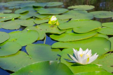 Zambak ile yaz nehir