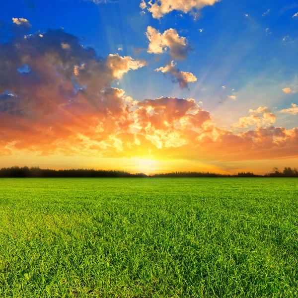 Puesta de sol sobre un campo verde — Foto de Stock