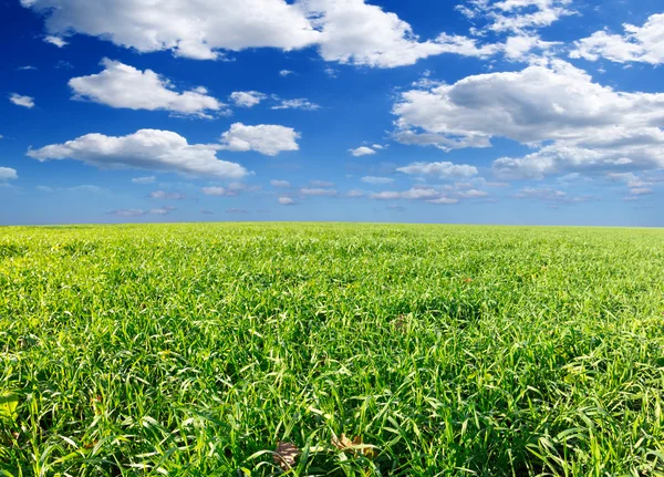 Verde primavera campo rurale — Foto Stock