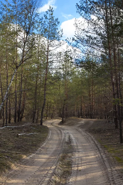 Ground road in a forest — Stock Photo, Image