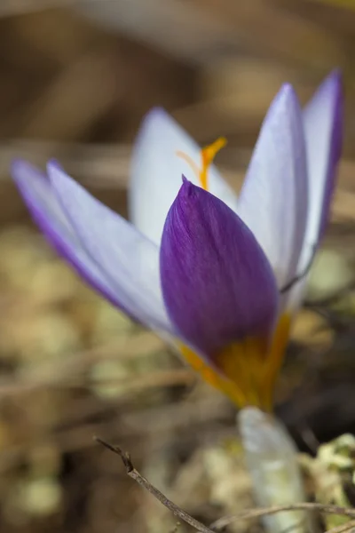 特写紫番红花 — 图库照片