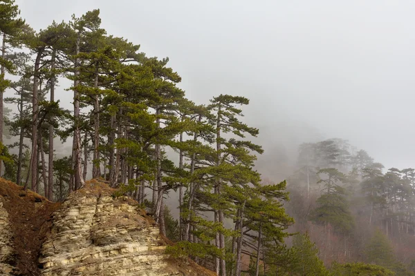 Bergskog i en dimma — Stockfoto