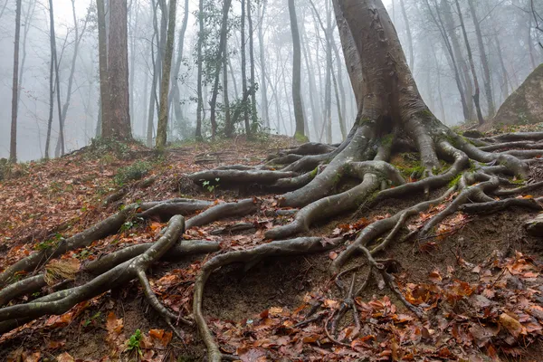 Bir sis, ağaçlar — Stok fotoğraf