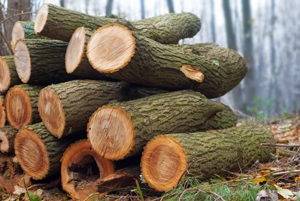 Heap of firewood in a misty forest — Stock Photo, Image