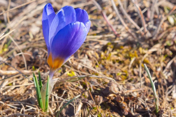 Blaue Krokusse im Gras — Stockfoto