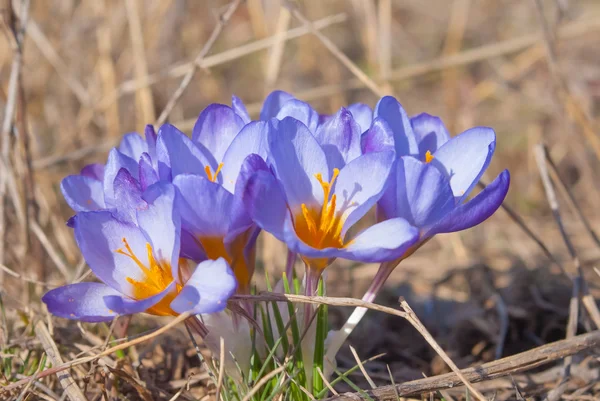 春の花のクローズ アップのヒープ — ストック写真