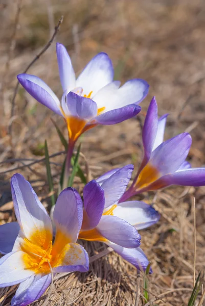 Gros plan printemps crocus — Photo