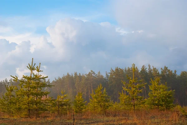 Pineta dopo una pioggia — Foto Stock