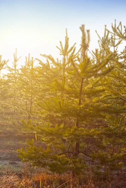 Pine tree forest in a rays of sun — Stock Photo, Image