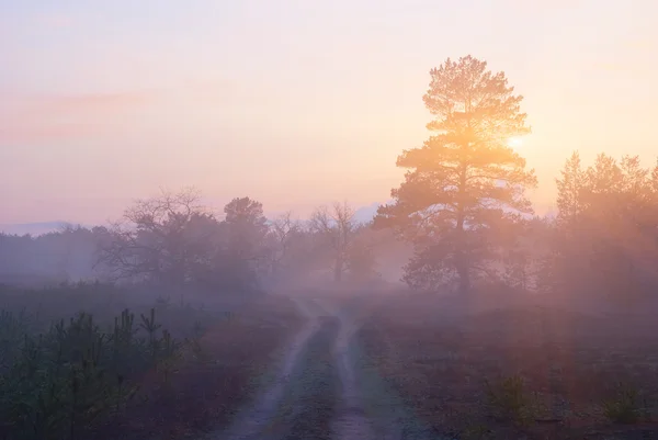 Csendes este ködös erdő — Stock Fotó