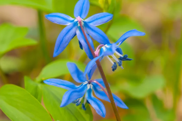 Smukke blå forårsblomster - Stock-foto