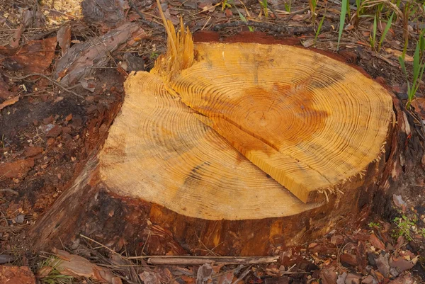 Stump într-o pădure — Fotografie, imagine de stoc