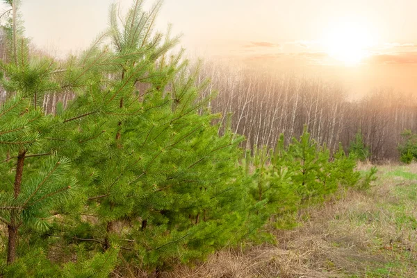 Kiefernwald am frühen Morgen — Stockfoto