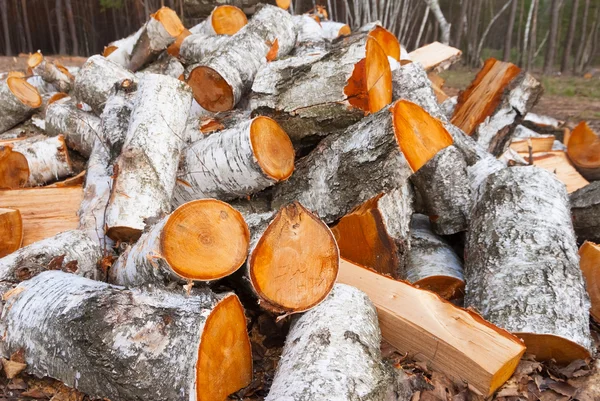 Heap of birch firewoods — Stock Photo, Image