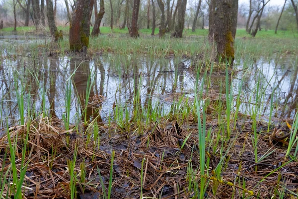 Bosque de primavera inundado — Foto de Stock