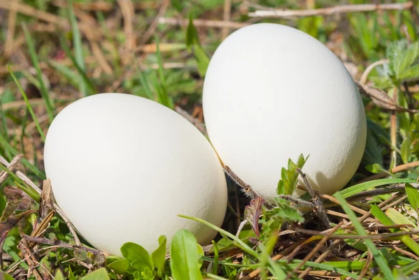 Dwa ptak jaj w zielonej trawie — Zdjęcie stockowe