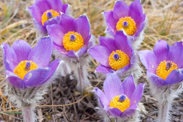 すみれ色の花のヒープ — ストック写真