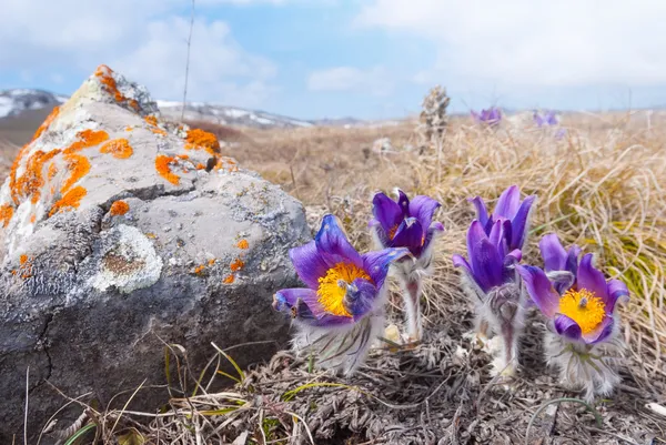 Veilchenblüten in einer Steppe — Stockfoto