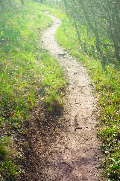 Route à travers une herbe — Photo