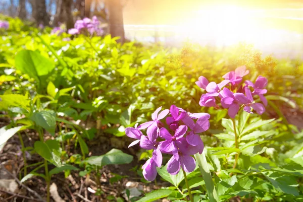 Violetta blommor i en strålar från solen — Stockfoto