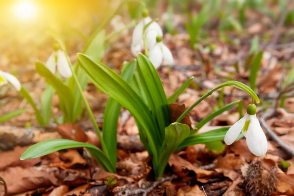 Closeup white snowdrops — Stock Photo, Image