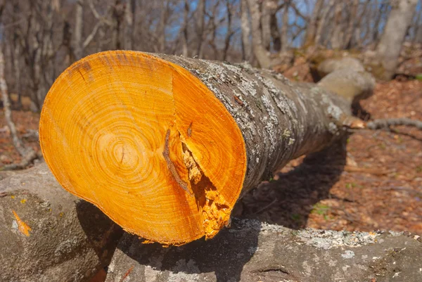 Säge Baum in einem Wald — Stockfoto