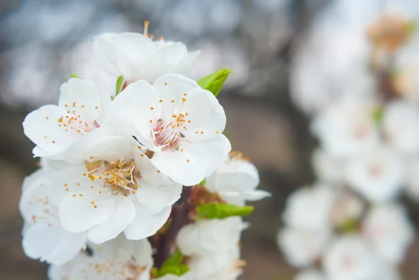 White apple blossom — Stock Photo, Image