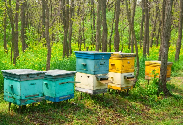 Beehive in a forest — Stock Photo, Image