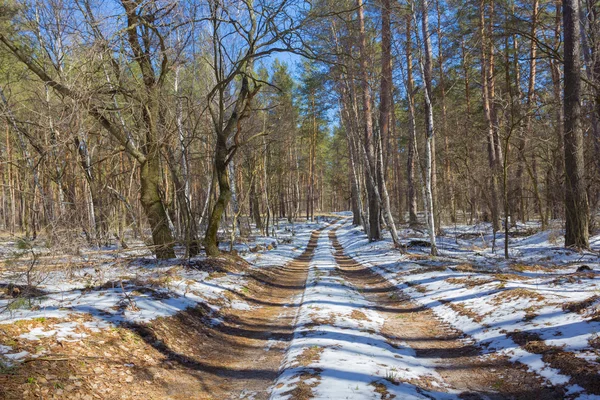 Piękna wiosna lasu — Zdjęcie stockowe