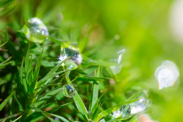 Closeup green moss in a water drops — Stock Photo, Image
