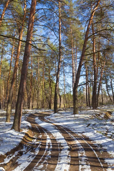 Jarní les borovice — Stock fotografie