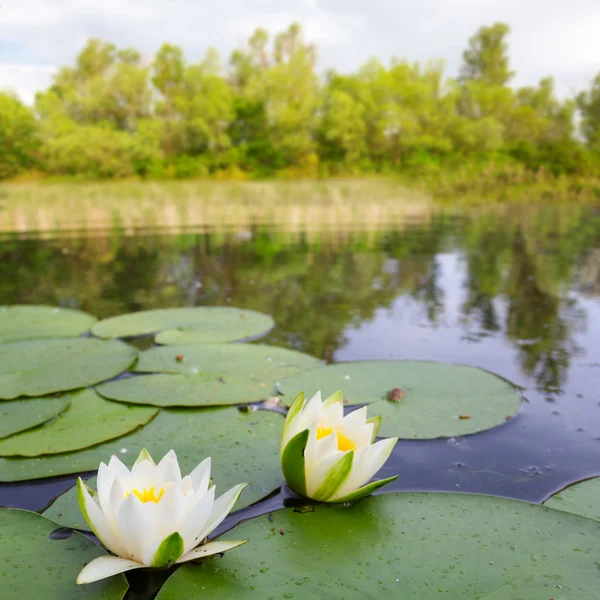 White lilies on a lake — Stock Photo, Image