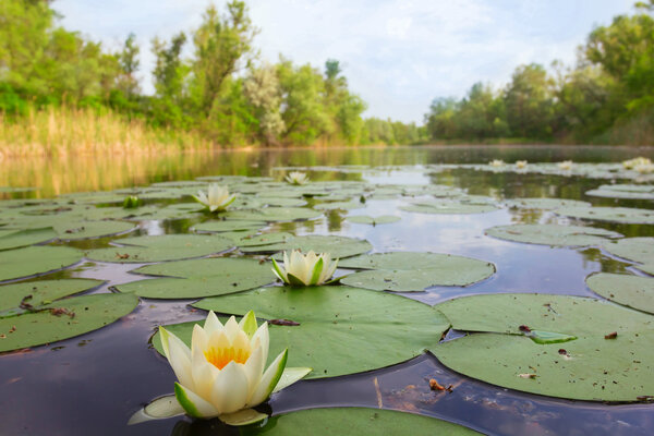 white water lily on a lake