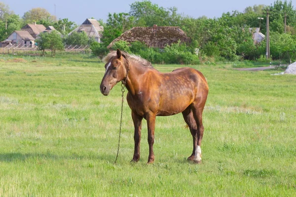 Коричневая лошадь на пастбище — стоковое фото