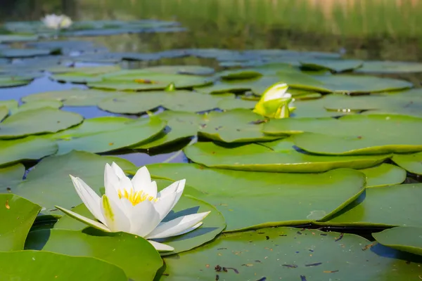 Closeup white water lily on a lake — Stock Photo, Image