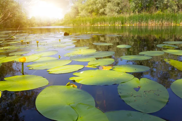 Summer river in a rays of sun — Stock Photo, Image