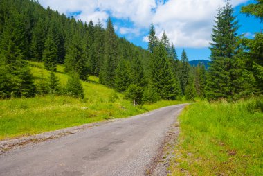 bir orman yoluyla yol