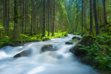 Nehirde bir çam ormanı