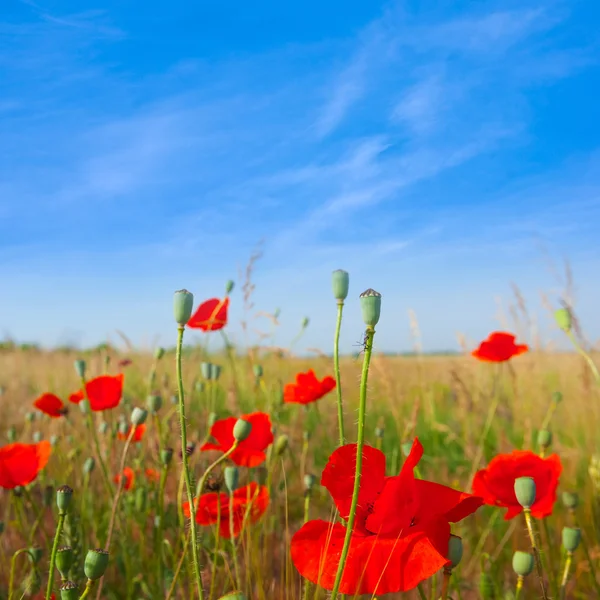 Red poppy field — Stock Photo, Image