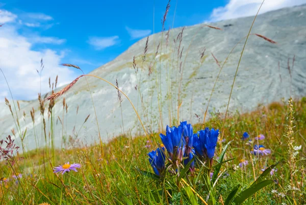 Nádherná alpská louka — Stock fotografie